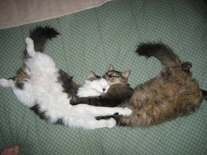 Коты меняют принятие важных решений: между теорией и практикой